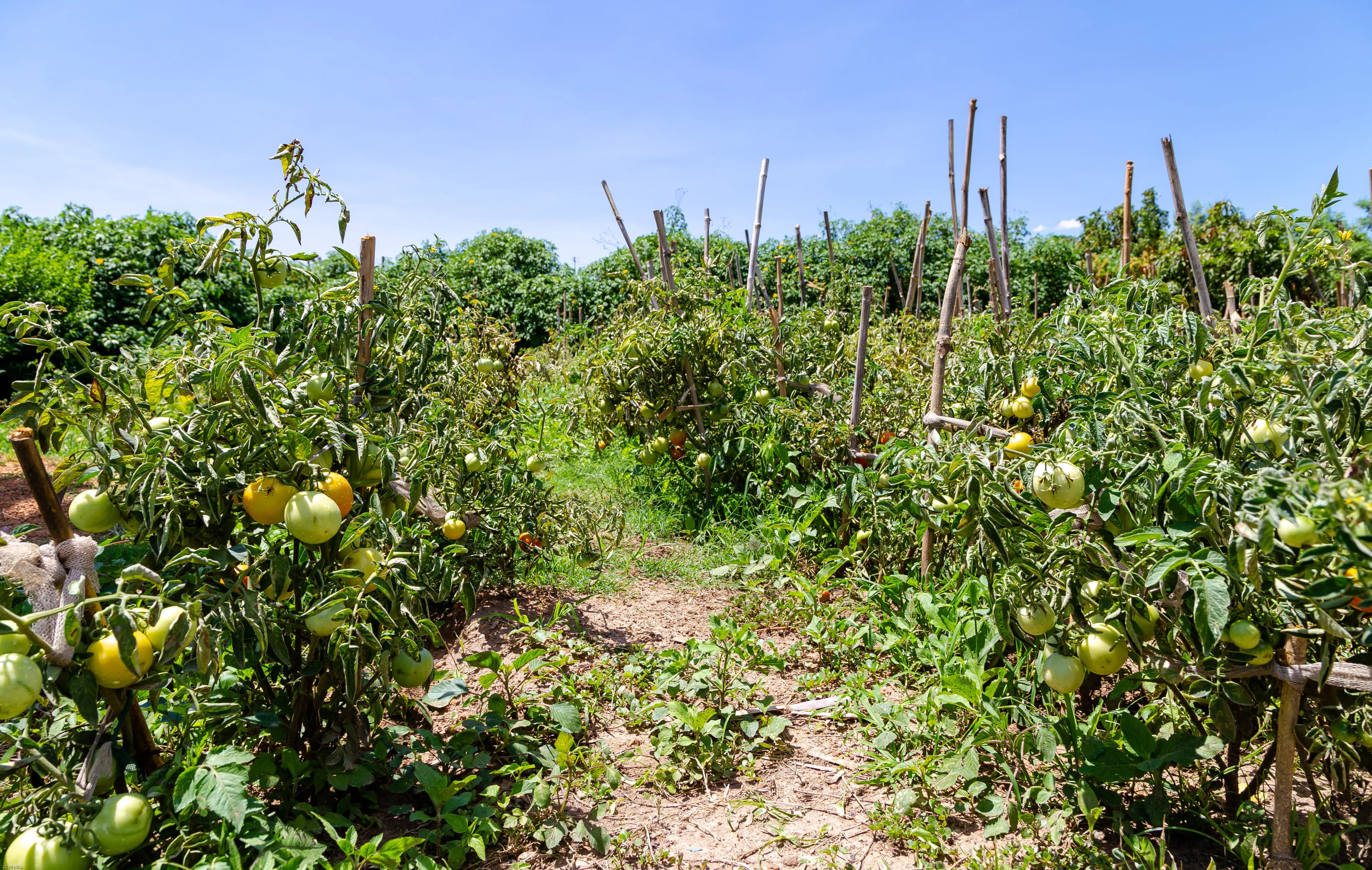 Sustainable Livelihoods and Community Empowerment